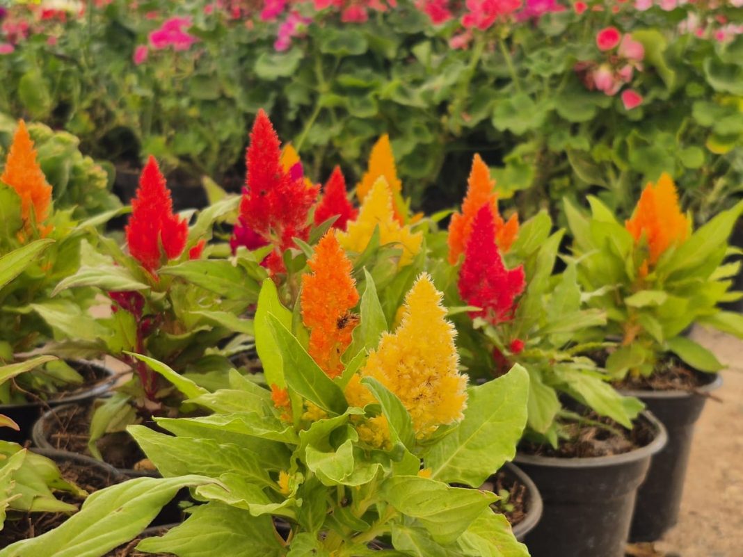 WhatsApp Image 2025-07-23 at 1.15.18 PM