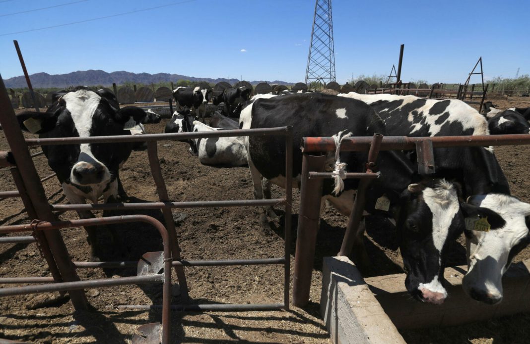 Texas pide abrir la frontera a ganado mexicano